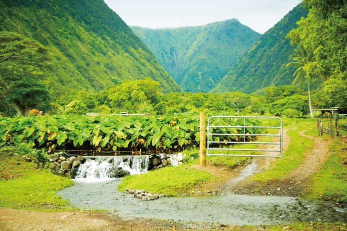 ハワイ王族の聖なる谷ワイピオ渓谷に迫る
